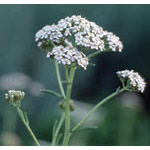 Yarrow Dropper, 0.25 oz, Flower Essence Services Supply