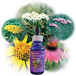 Yarrow Environmental Solution Dropper, 0.25 oz, Flower Essence Services For Cheap